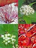 red osier dogwood